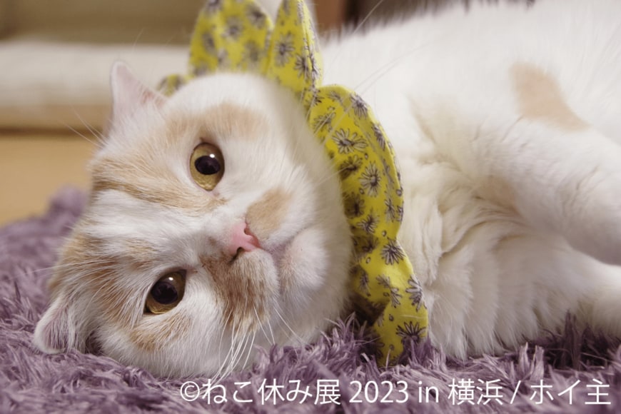 画像出所：（C）ねこ休み展 2023 in 横浜/ホイ主