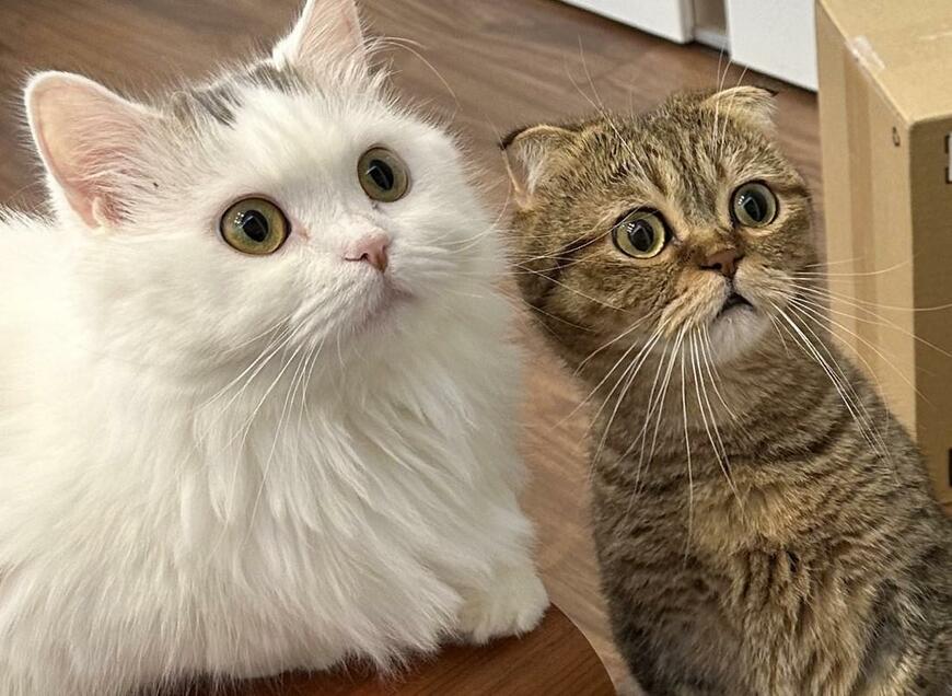 出所：@ponpokopontanu