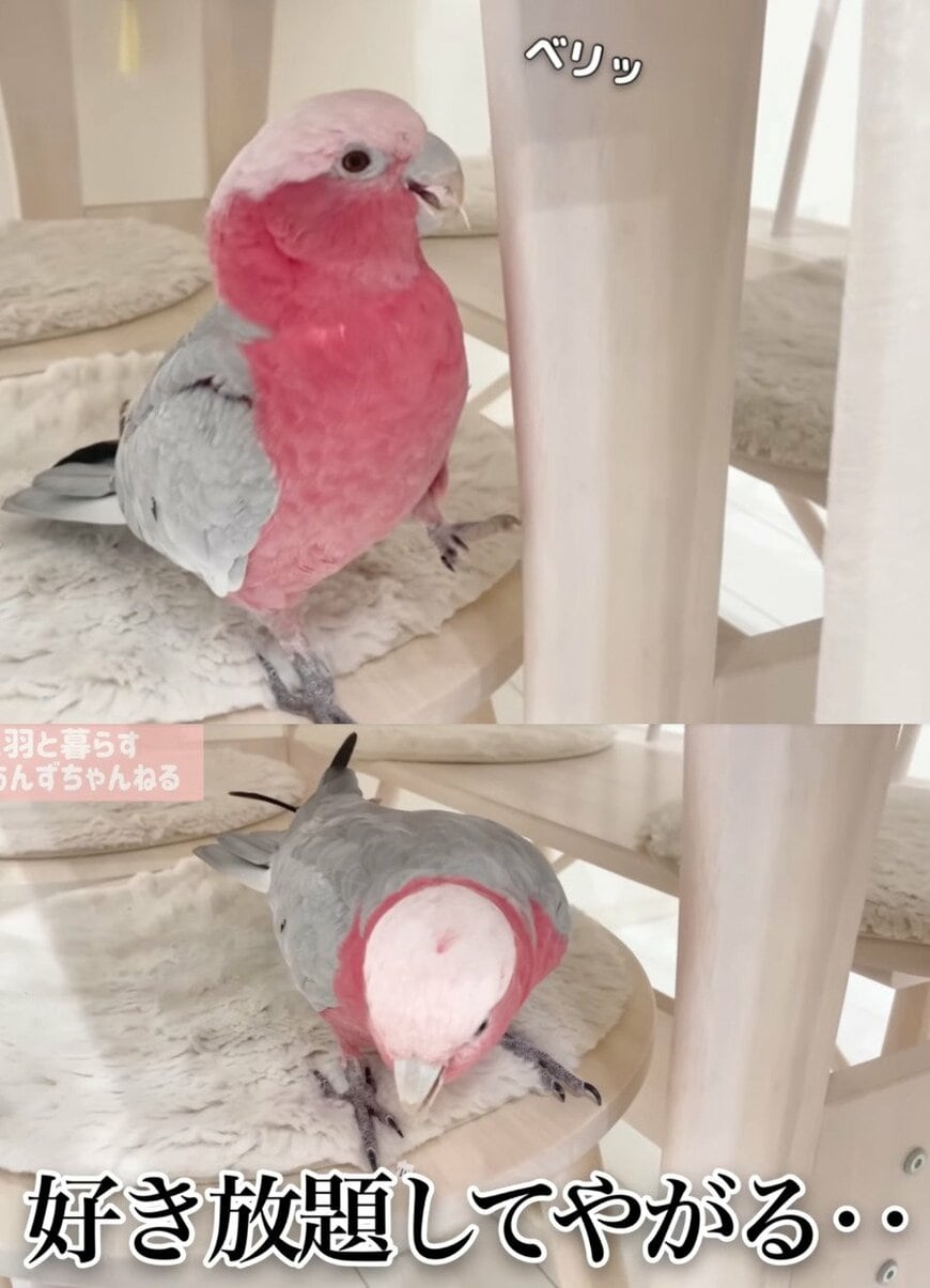 出所：@anz_omomiri