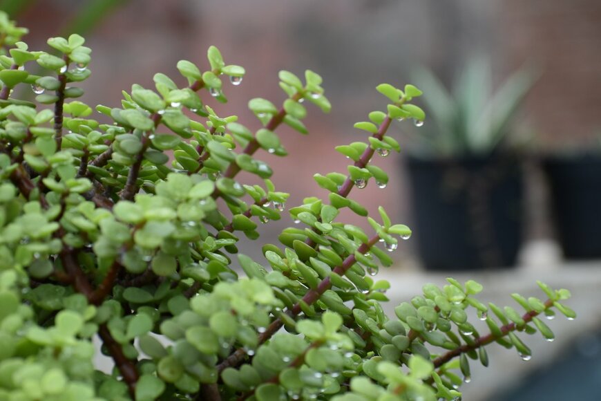 DesiLens/Shutterstock.com