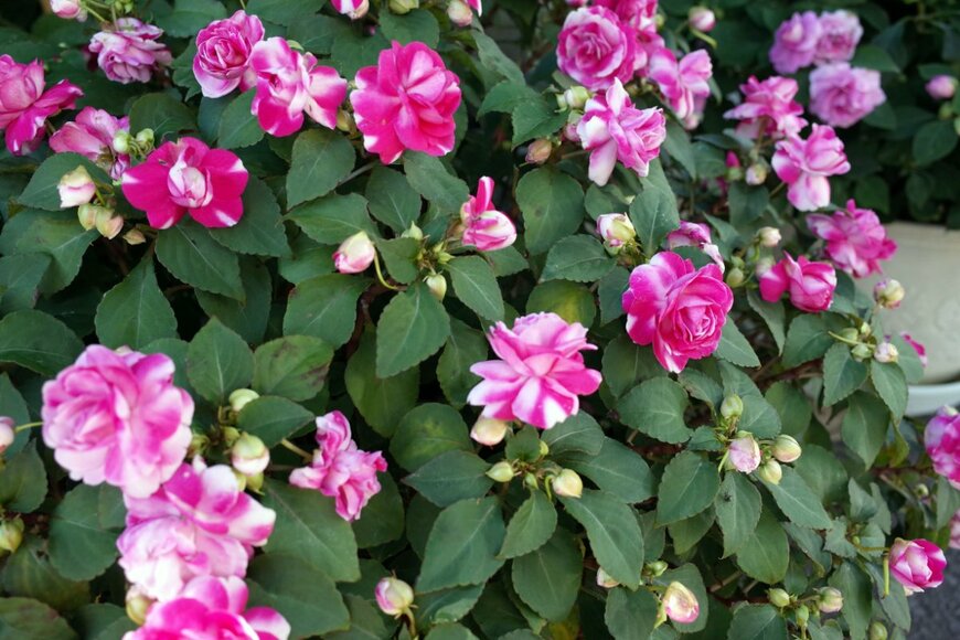 Veronica Prints/shutterstock.com