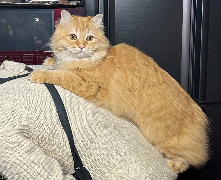 出所：@NEKOLAND13 