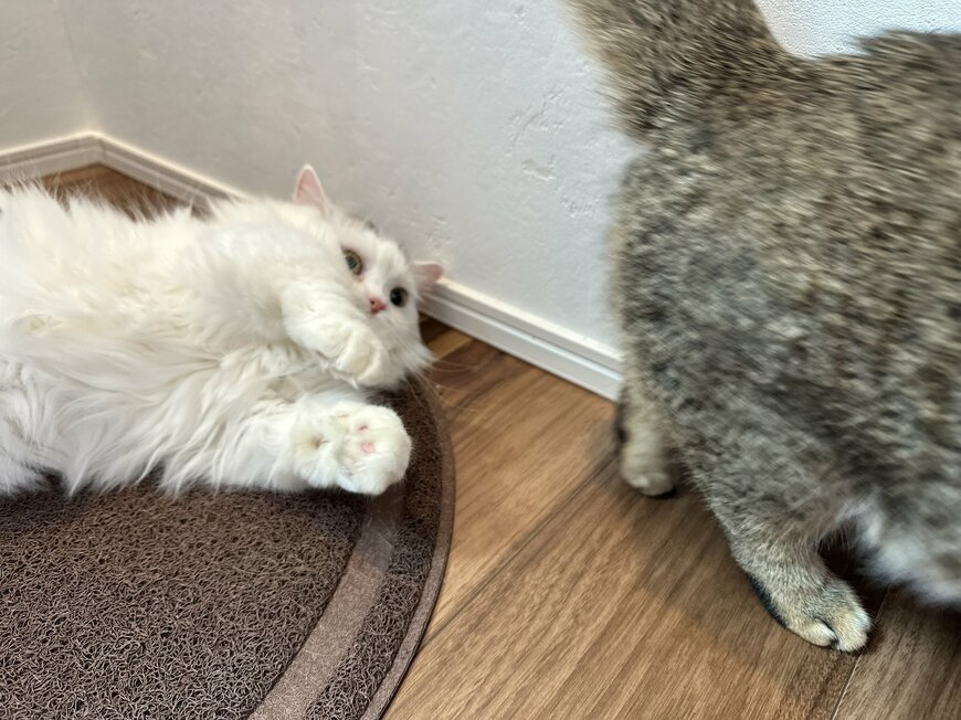 出所：@ponpokopontanu