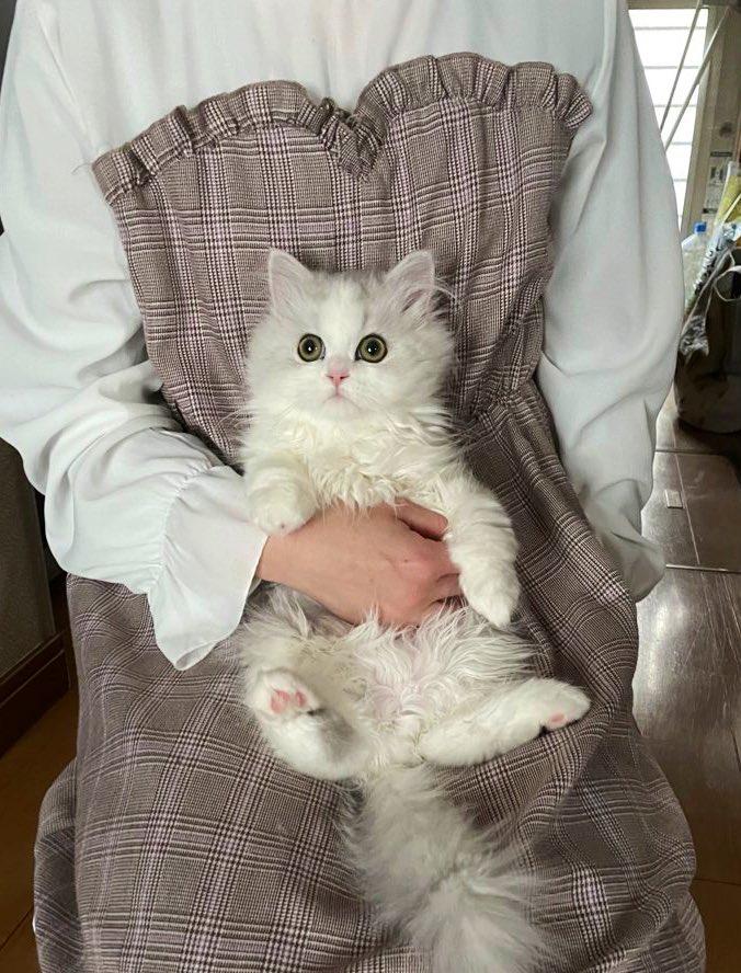 出所：@NEKOLAND13