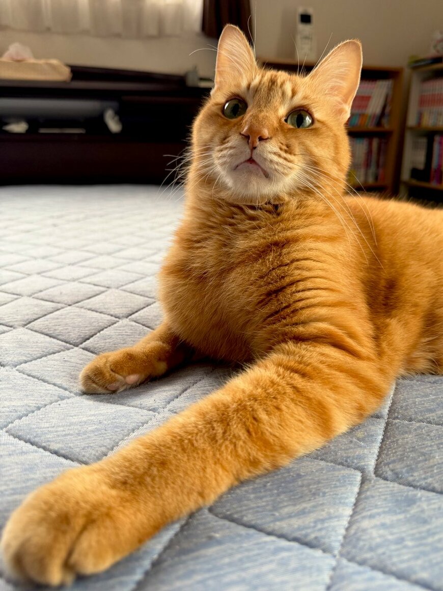 出所：@Adonis_Beginner