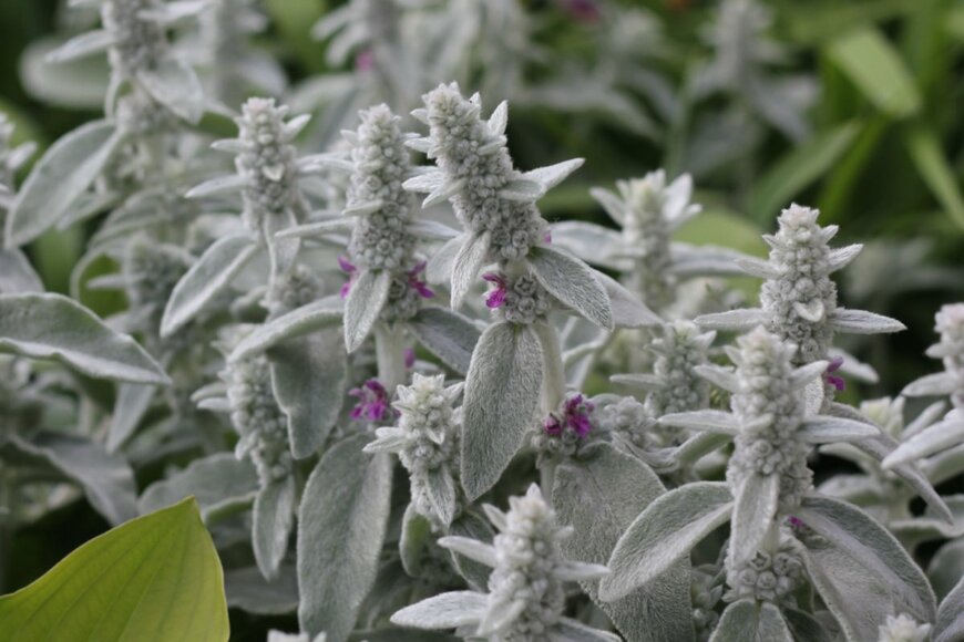 Asya_73/shutterstock.com