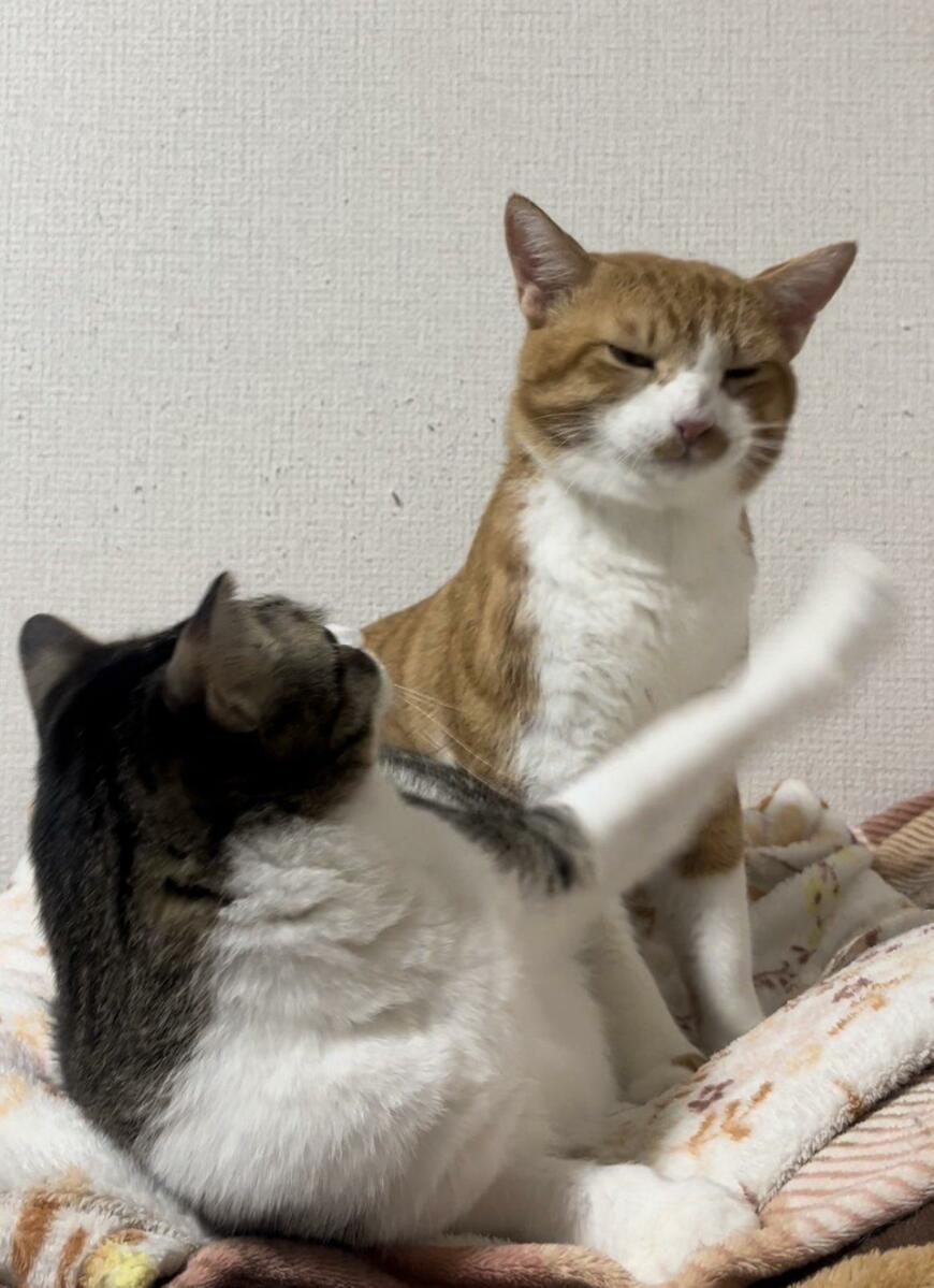 出所：@Neko2Obasan