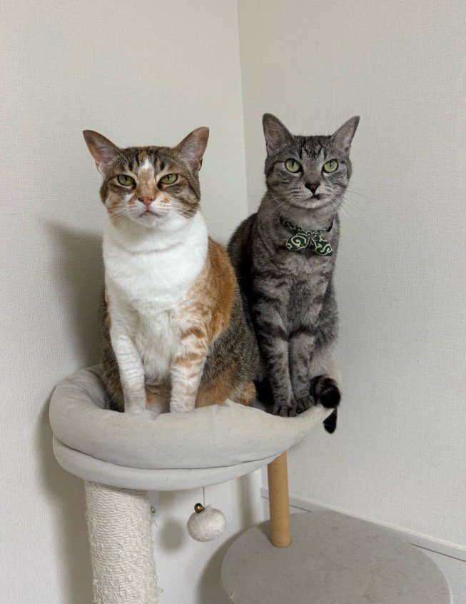 帰宅が遅れた飼い主を出迎えた2匹の猫 そろって見せた不満顔がたまらない