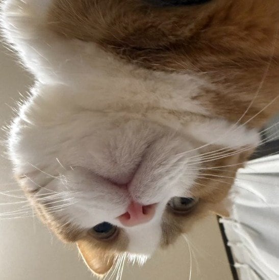 出所：@Beercat_Ana_Dar