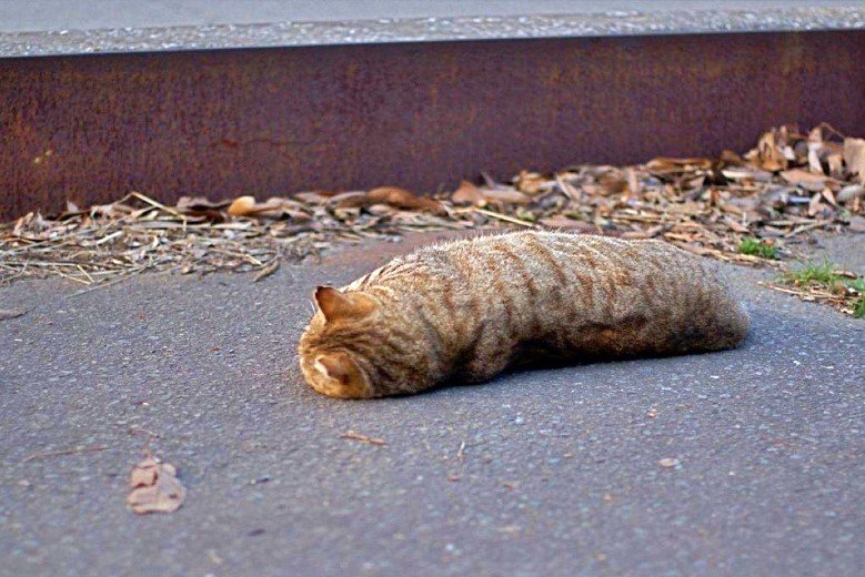 道端に寝転ぶキジトラ猫。ふくよかでふかふかです。