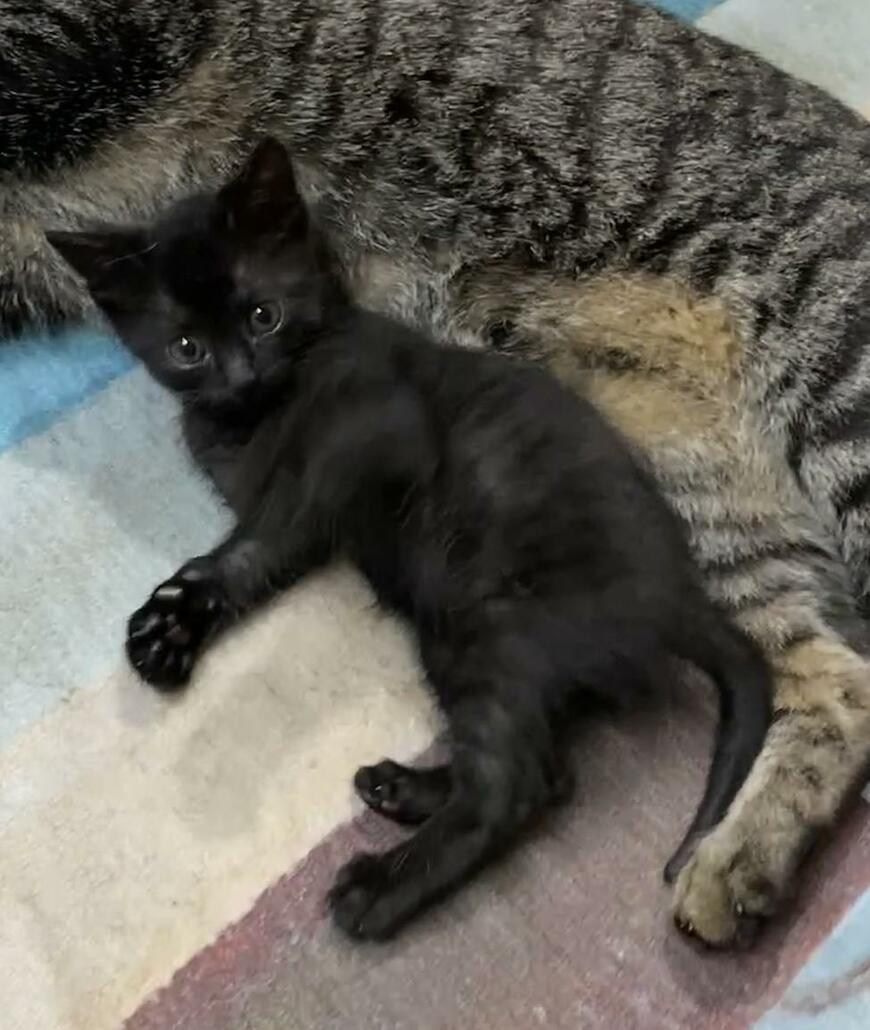 出所：@00shitemita