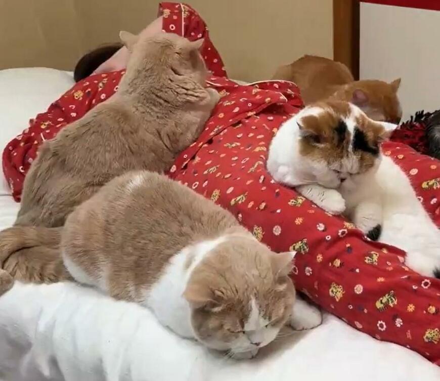 体調不良で寝ていたお母さん　心配した猫6匹の行動に心が温まる【2万いいね】
