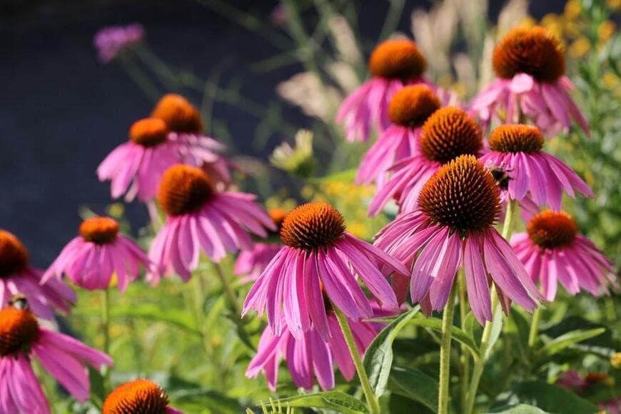 エキナセアの花が咲いている。花弁はピンク、中央部は茶色で盛り上がっている。