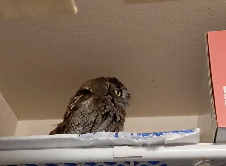 投稿動画のワンシーン