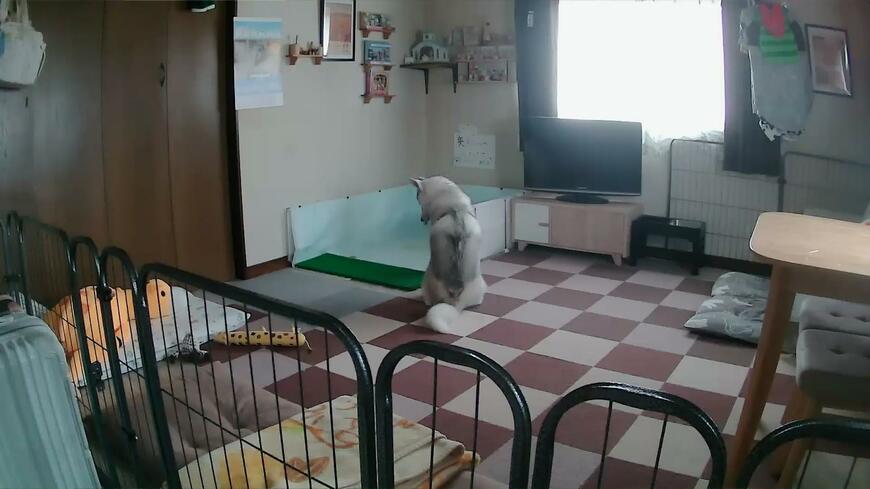 かわいい犬