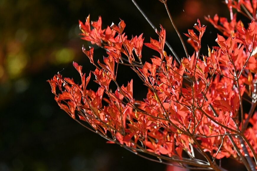 葉が朱色に染まった秋のドウダンツツジ