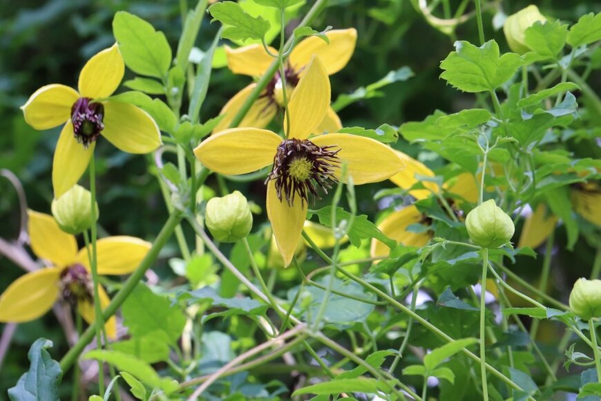黄色いクレマチス