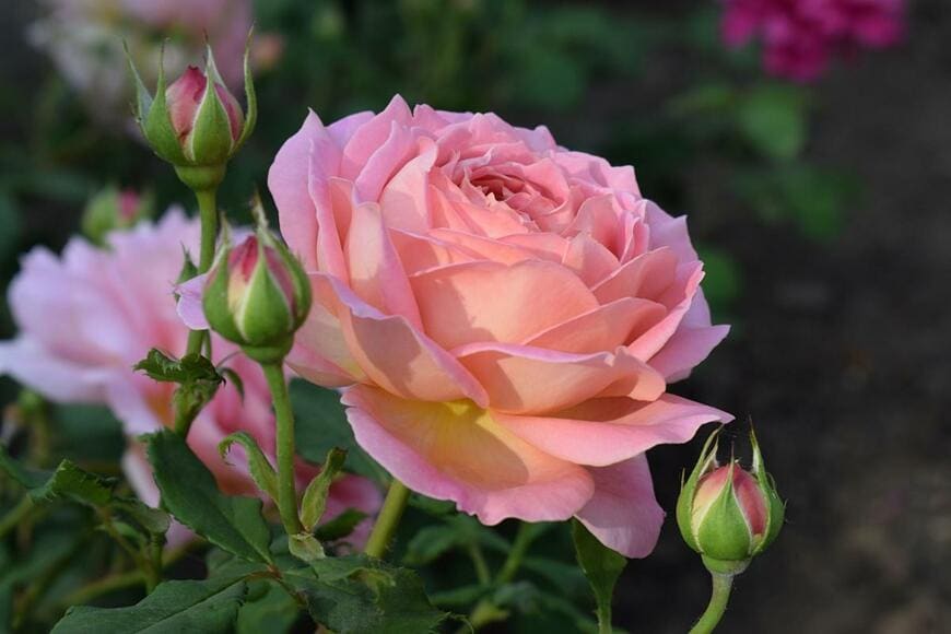 ジュビリー・セレブレーションの花。花の色はピンク。