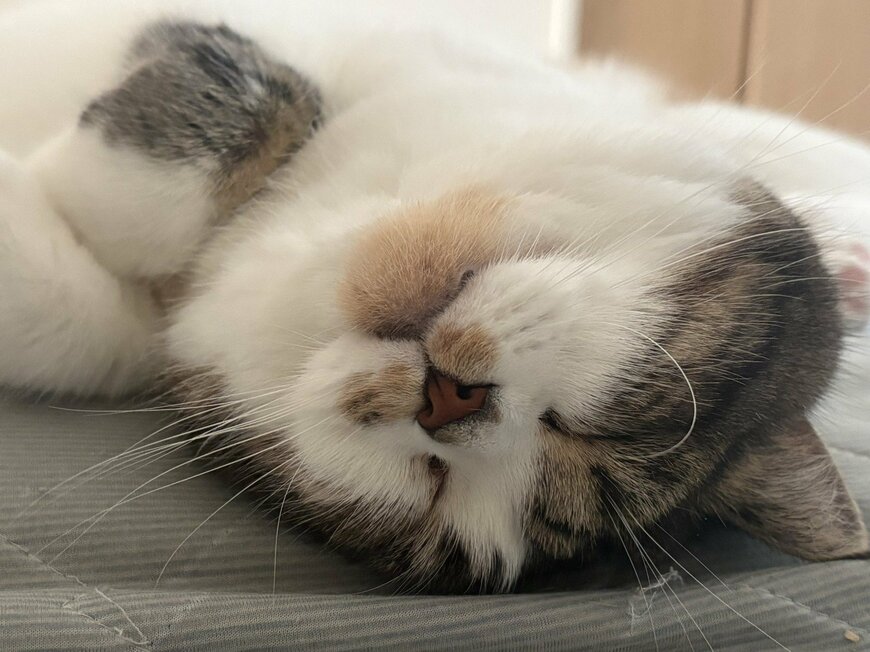 眠るおにくくんの寝顔