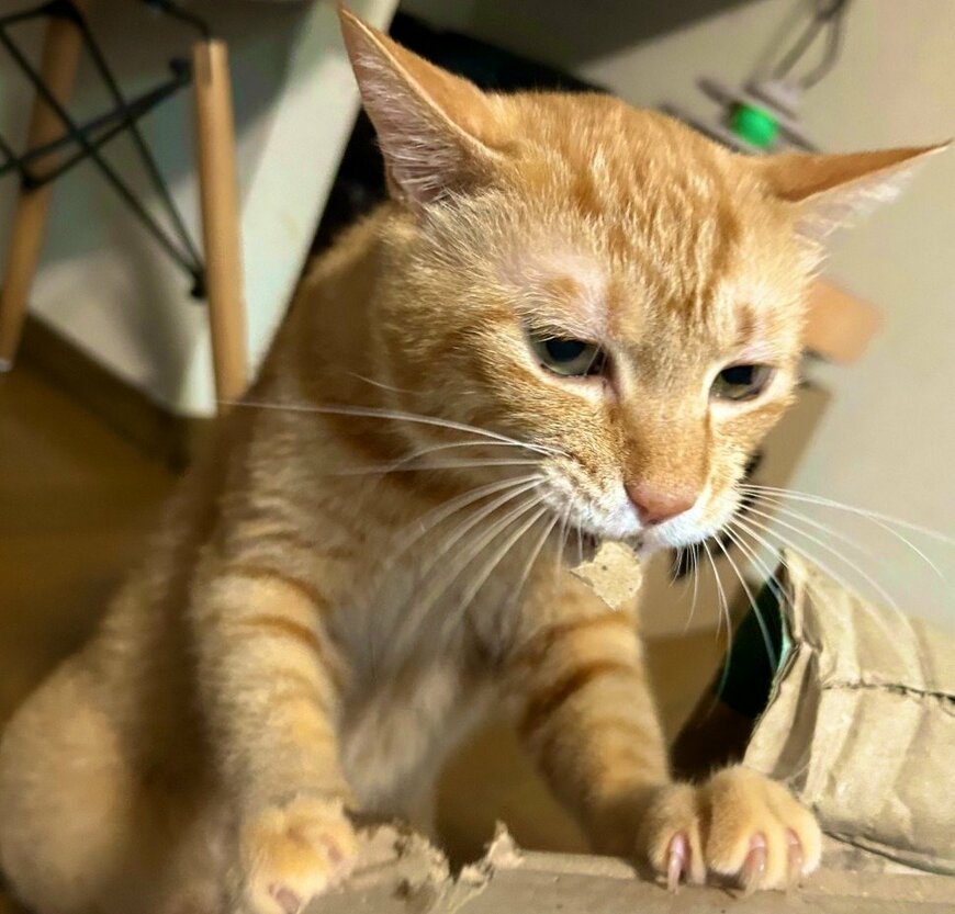 ワイルドに段ボールを食いちぎるリチャードくん