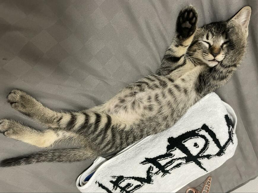 ベッドでゴロゴロする猫