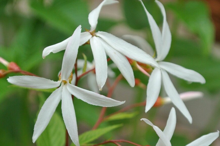 白い花を咲かせている、ミツバシモツケ