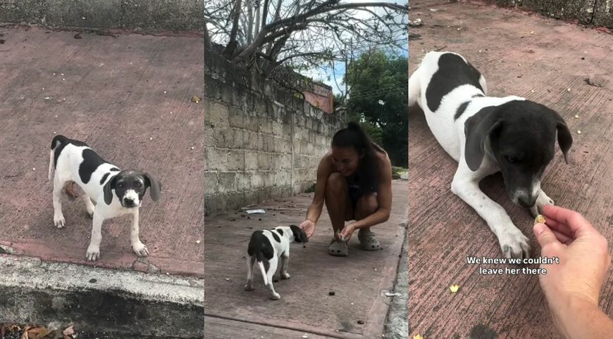道路脇で人からおやつをもらおうとする子犬の様子