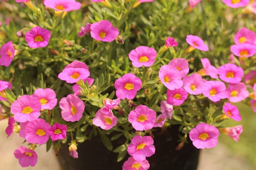 ピンクのカリブラコアの花