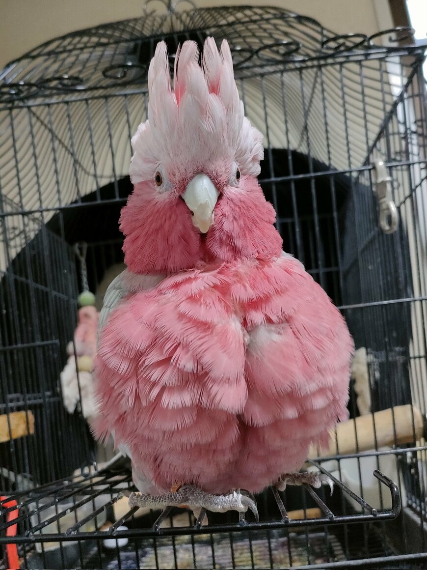 お怒り中のモモイロインコ