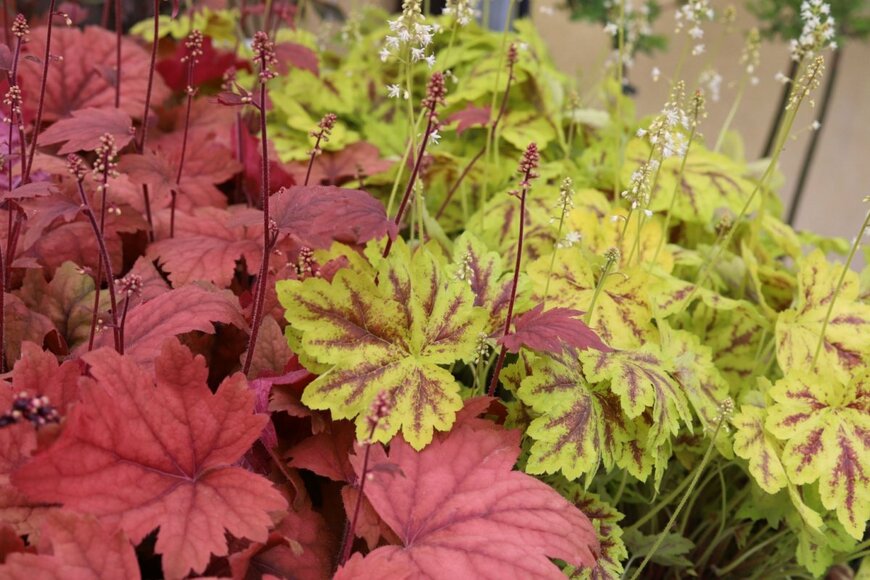 ヒューケラが植えられている。葉の色は朱色と、緑に赤の斑が入っているもの2種類。茎の先端に小花が咲いている。