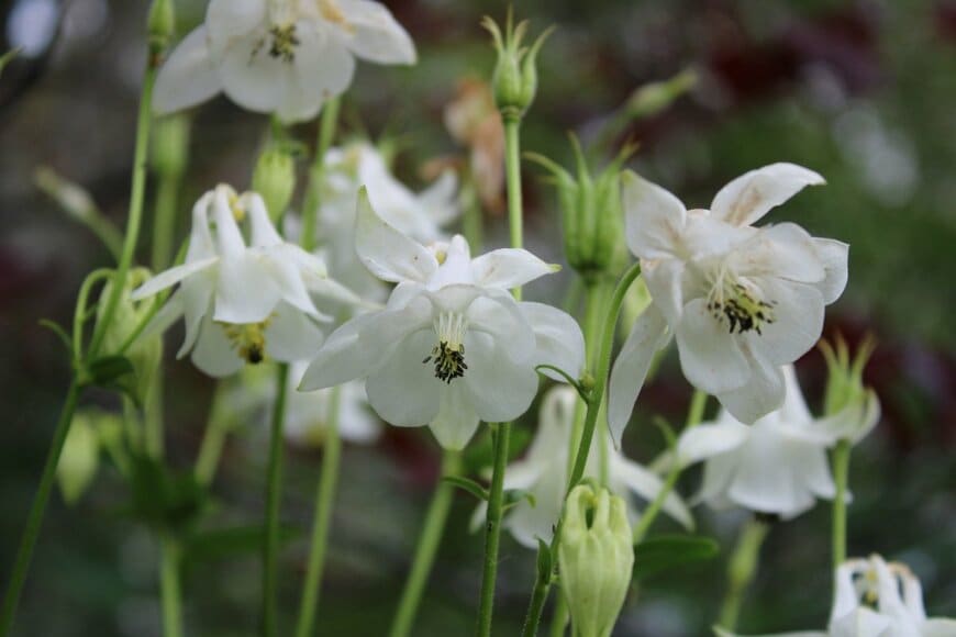 白い花が下向きに咲いている、西洋オダマキ