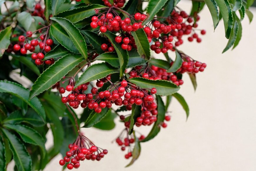 赤い実をたくさんつけている、マンリョウ