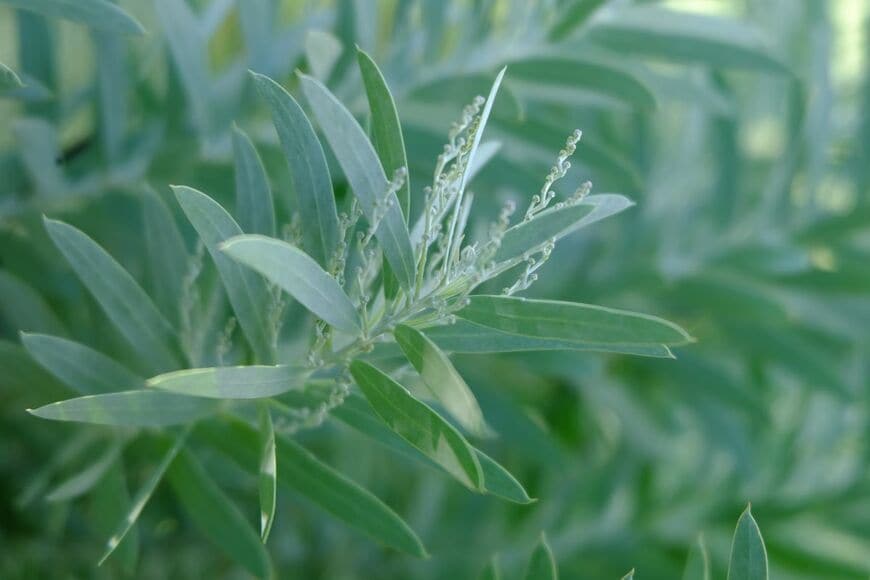 シルバーブルーの葉が美しい、ブルーブッシュ