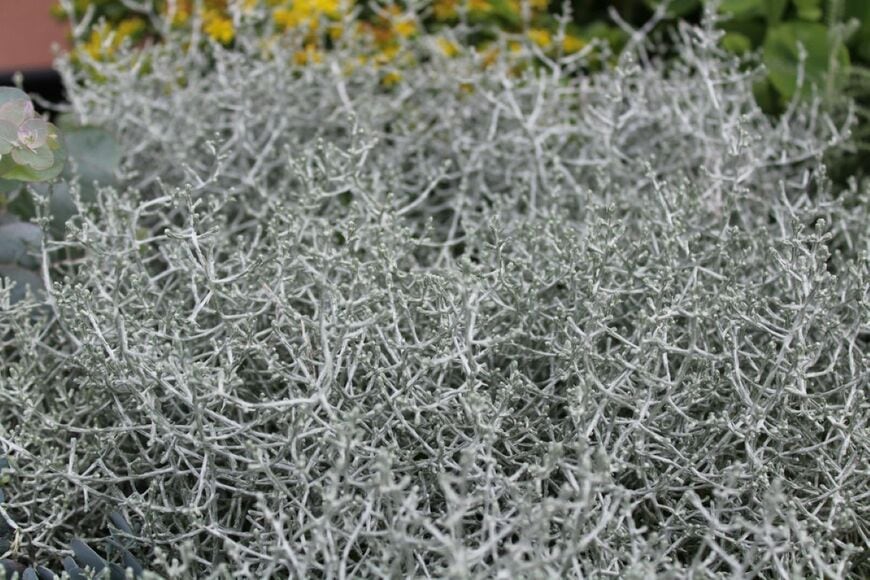 銀白色の細枝が特徴の、プラチーナ