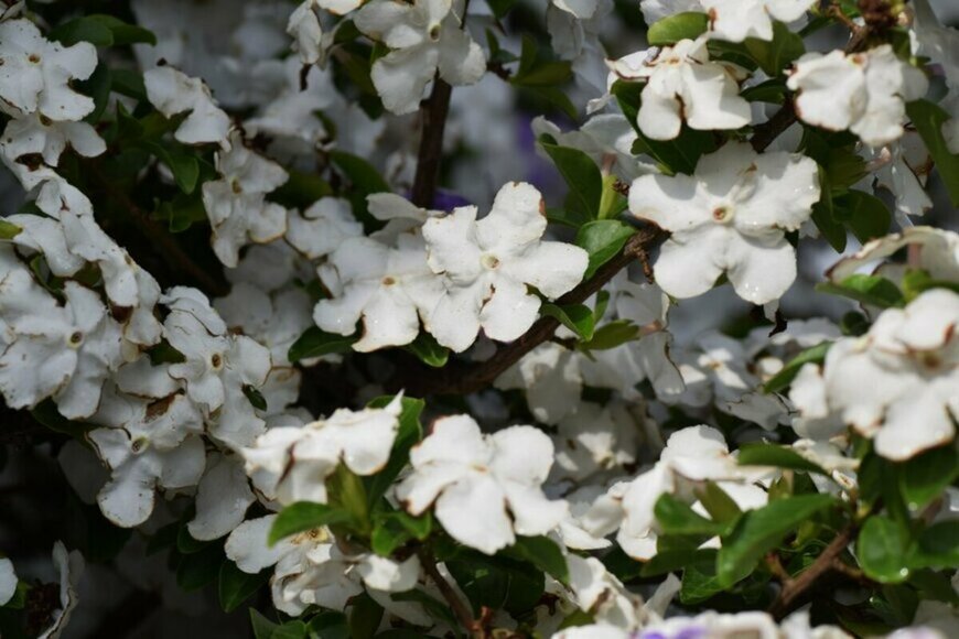 白いニオイバンマツリの花が咲いている
