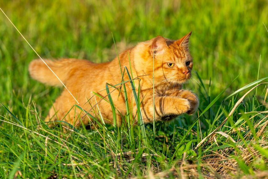 躍動感がある茶色の猫さん