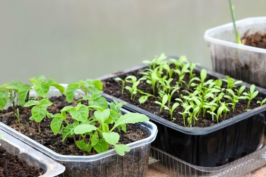 四角のポットに入っている苗