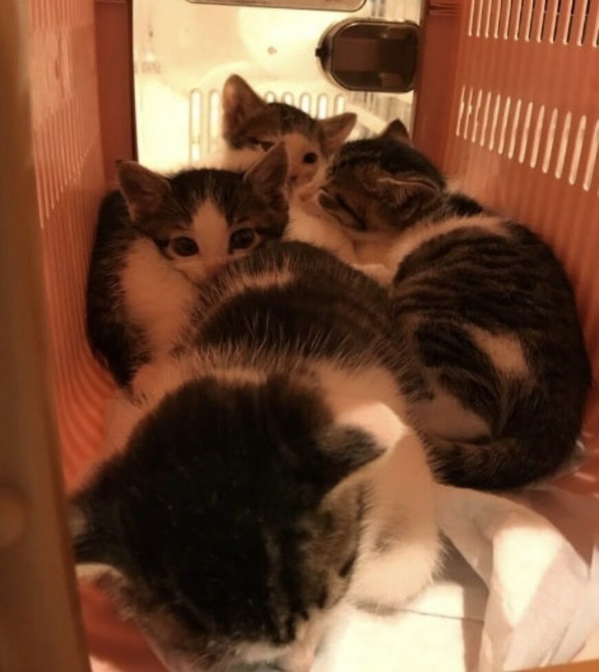 たくさんの子猫
