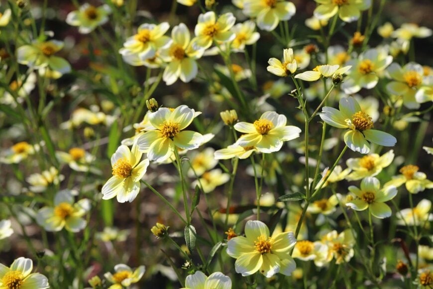 ウインターコスモスの花が満開。花びらの色は、外側が白で内側がクリーム色