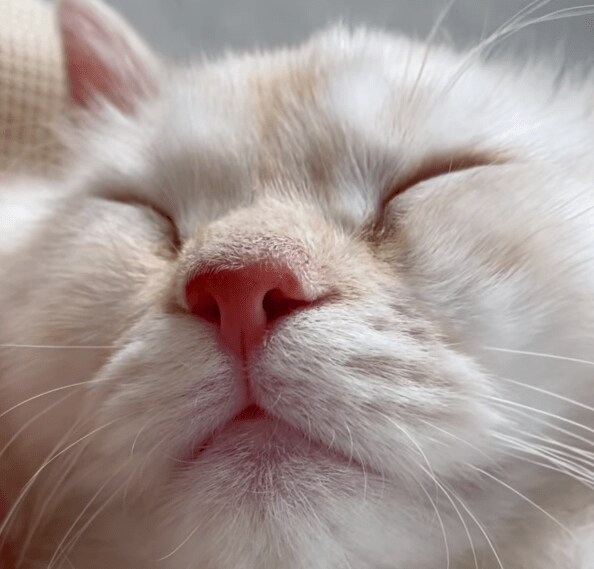 可愛すぎる子猫