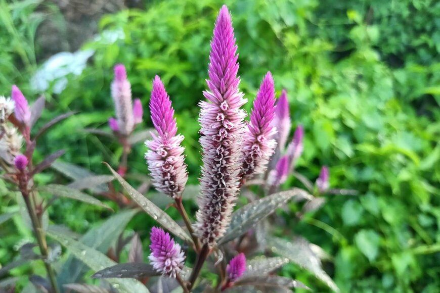 ケイトウの花。先端が紫。