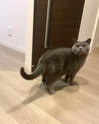 小2娘が愛猫に「プレゼント」　不本意な表情で耐える猫ちゃんに「眉間のシワの深さが可愛い」