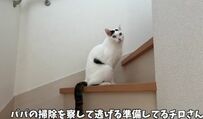 「緊張がまんま顔に出てますなw」ブラッシングを嫌がって逃げる猫ちゃん　しかしママが呼ぶと…？