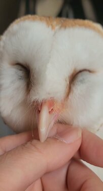 【ハムハムするフクロウ】飼い主さんに好き好き攻撃！ずっと見ていたくなるニッコリ顔に大反響