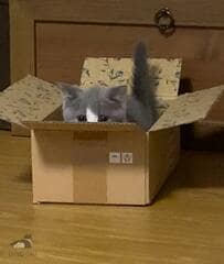 4年前、家に来たばかりの子猫　まさかの光景に悶絶する人が続出