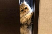 まるでお母さん！？ もふもふチンチラゴールデンの家族を見守る姿がいとおしい…