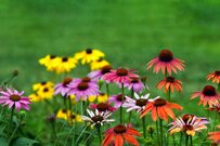 【植えっぱなしガーデニング】手間いらず＆丈夫で育てやすい多年草7選！今が植えどきの初夏の花