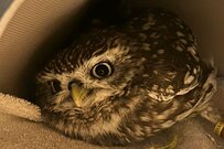 【ゴロゴロするフクロウ】意外なリラックス姿が可愛い！ぱっちりお目目もたまらない