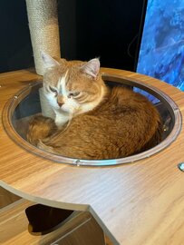 お、怒ってる…？ガンを飛ばしまくる猫さん　”激おこ”かと思いきや、まさかの平常運転で思わずほっこり