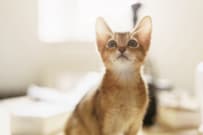 70歳代「おひとりさま」貯蓄額の中央値は485万円！国民年金と厚生年金の平均月額はいくら？